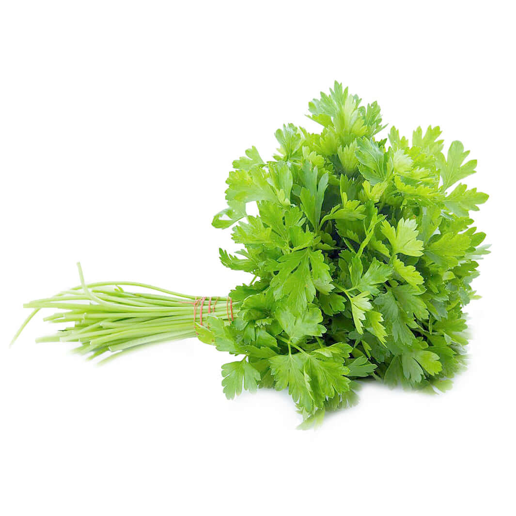 Fresh Coriander 1 bunch MD-Store